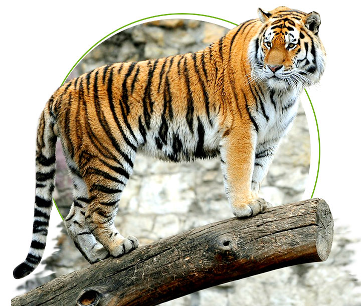 The Bengal Tigers of India