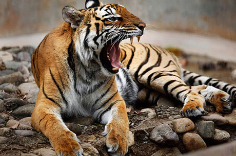 royal bangal tiger taj khajuraho