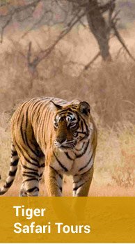 Tiger Safari Tours