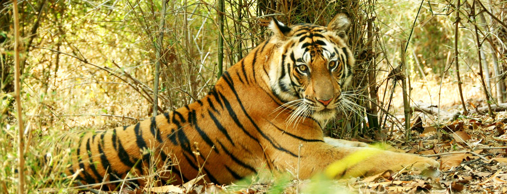 Royal Bengal Tiger - The Biggest Charm of Indian Jungles