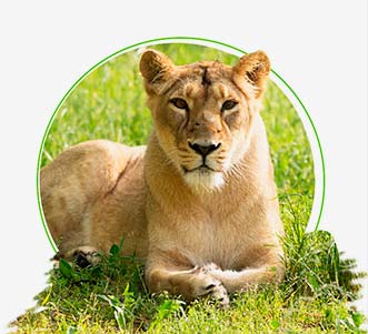Meet Asiatic Lions at Gir National Park