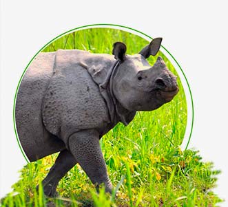 Meet Indian Rhino on Famous Indian Wildlife Tour 
