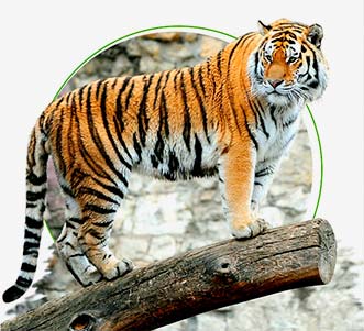 Meet Royal Bengal Tiger on India Tiger Safari Tours