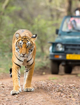 Tiger Safari Tours