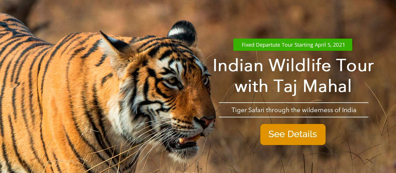 best wildlife tours in india