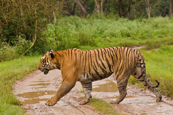 Bengal Tiger Habitat Diorama